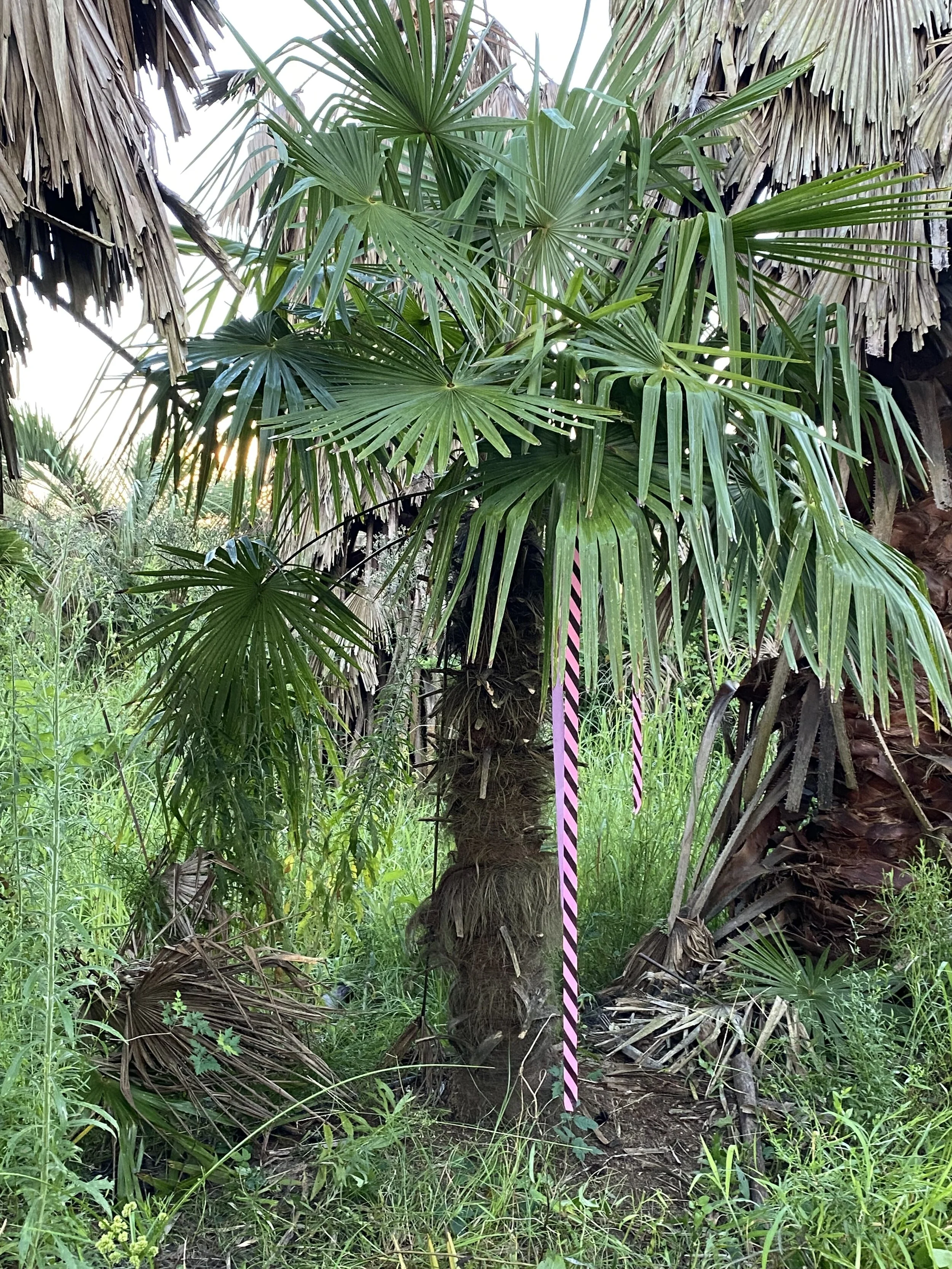 Certified Medjool Date Palms | Certified Zahidi Date Palms | Palm